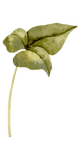 Ornament Top